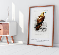 
              Charles Dessalines D'Orbigny - Eastern imperial eagle (Aquila heliaca)
            