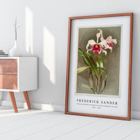 Frederick Sander - Cattleya (hybrida) arnoldiana from Reichenbachia Orchids-1847-1920