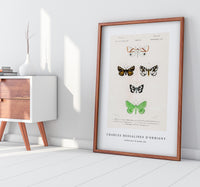 
              Charles Dessalines D'Orbigny - Collection of moths (3)
            