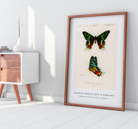 
              Charles Dessalines D'Orbigny - Madagascan Sunset Moth (Urania Riphaeus)
            