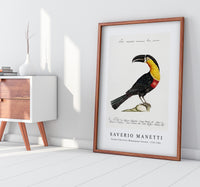 
              Saverio Manetti - Tucana Piperivora (Mangiapepe Toucan) 1723-1785
            