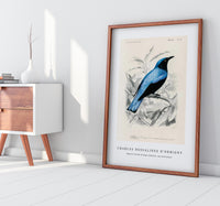 
              Charles Dessalines D'Orbigny - Square-tailed drongo (Edoius caerulescens)
            