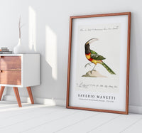 
              Saverio Manetti - Tucana Aracari Brasilensibus (Toucan) 1723-1785
            