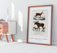 
              Charles Dessalines D'Orbigny - Alces alces and Moschus
            