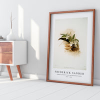 Frederick Sander - Angræcum humblotii from Reichenbachia Orchids-1847-1920