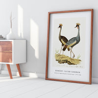 Robert Jacob Gordon - Balearica regulorum grey crowned crane (1777–1786)