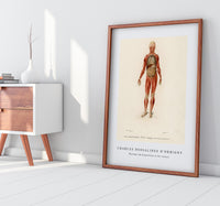 
              Charles Dessalines D'Orbigny - Myology and disposition of the viscera
            