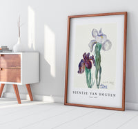 
              Sientje Van Houten - Irises 1897
            