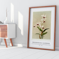 Frederick Sander - Cattleya intermedia punctatissima from Reichenbachia Orchids-1847-1920