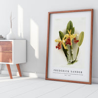Frederick sander - Cattleya dowiana var chrysotoxa from Reichenbachia Orchids-1847-1920