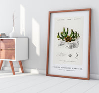 
              Charles Dessalines D'Orbigny - Carrion-flower (Stapelia variegata)
            
