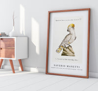 
              Saverio Manetti - Pappagallo, detto cacatua, con cresta gialla (Cockatoo) 1723-1785
            