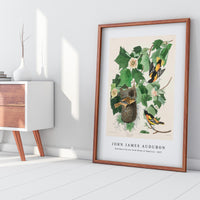 John James Audubon - Baltimore Oriole from Birds of America (1827)