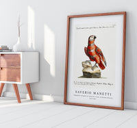 
              Saverio Manetti - Pappagallo variegato di cenerino e rosso, di Guinea (Parrot) 1723-1785
            