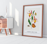 
              James Bolton - Lady's slipper orchid, tiphiid wasp, Orange Tip, soldier fly 1768
            