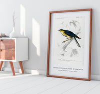 
              Charles Dessalines D'Orbigny - Eurasian sparrowhawk (Accipiter nisus)
            