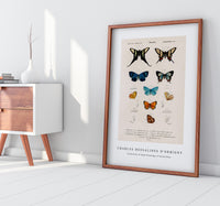 
              Charles Dessalines D'Orbigny - Collection of hand drawings of butterflies
            