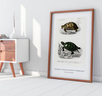 
              Charles Dessalines D'Orbigny - Tortoises (Testudo)
            