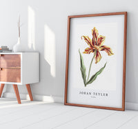 
              Johan Teyler - A tulip
            