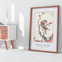 Numata Kashu - Pine Bunting and Plum Tree illustration from Pictorial Monograph of Birds