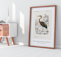 
              Charles Dessalines D'Orbigny - Purple heron (Ardea purpurea)
            