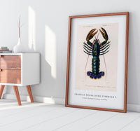 
              Charles Dessalines D'Orbigny - Crimson Crawfish (Palemon Ornatum)
            