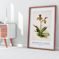 Frederick Sander - Cypripedium (hybridum) calypso from Reichenbachia Orchids-1847-1920