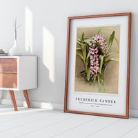 Frederick Sander - Aërides savageanum from Reichenbachia Orchid-1847-1920