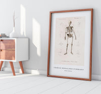 
              Charles Dessalines D'Orbigny - Human skeleton
            