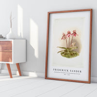 Frederick Sander - Cypripedium tautzianum from Reichenbachia Orchids-1847-1920