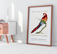 
              Saverio Manetti - Pappagallo detto arara rossa del Brasile (Macaw) 1723-1785
            