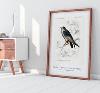
              Charles Dessalines D'Orbigny - Red-footed Falcon (Falco rufipes)
            