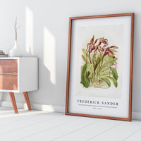 Frederick Sander - Cypripedium sanderianum from Reichenbachia Orchids-1847-1920