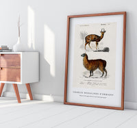 
              Charles Dessalines D'Orbigny - Alpaca (Vicugna Pacos) and Antilope guib
            