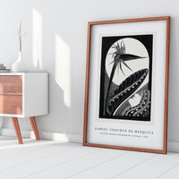 Samuel Jessurun De Mesquita - Strelitzia overblown (Uitgebloeide strelitzia) (1934)