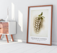 
              Frederick Sander - Angræcum articulatum from Reichenbachia Orchids-1847-1920
            