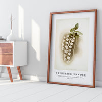 Frederick Sander - Angræcum articulatum from Reichenbachia Orchids-1847-1920