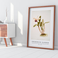 Frederick Sander - Cattleya (hybrida) parthenia from Reichenbachia Orchids-1847-1920