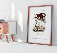 
              Charles Dessalines D'Orbigny - Lemur
            