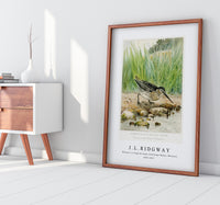 
              J L Ridgway - Wilson's or English Snipe (Gallinago Media, Wilsoni) 1859-1947
            