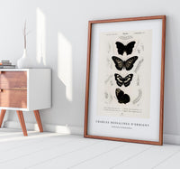 
              Charles Dessalines D'Orbigny - Collection of butterflies
            
