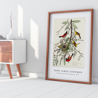 John James Audubon - Orchard Oriole from Birds of America (1827)