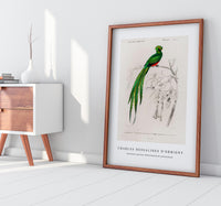 
              Charles Dessalines D'Orbigny - Pavonine quetzal (Pharomachrus pavoninus)
            