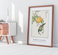 
              Numata Kashu - Grey Starling and Cercidiphyllum Japonicum illustration from Pictorial Monograph of Birds (1885)
            