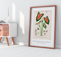 
              Charles Dessalines D'Orbigny - Elephant ear (Caladium bicolor)
            