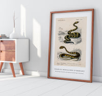 
              Charles Dessalines D'Orbigny - Rattlesnake (Crotale) and Saharan horned Viper (Cerastes)
            