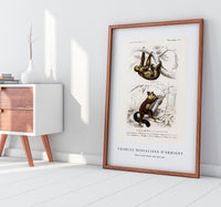 
              Charles Dessalines D'Orbigny - Three-toed Sloth (Bradypus ustus) and Aye-aye (Cheiromys madagascariensis)
            